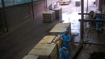 Broiler chickens being shackled at Star Poultry - Captured at Star Poultry, Keysborough VIC Australia.