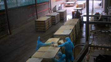 Broiler chickens being shackled at Star Poultry - Captured at Star Poultry, Keysborough VIC Australia.