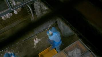Broiler chickens being shackled at Star Poultry - Captured at Star Poultry, Keysborough VIC Australia.