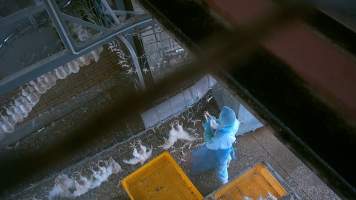 Broiler chickens being shackled at Star Poultry - Captured at Star Poultry, Keysborough VIC Australia.