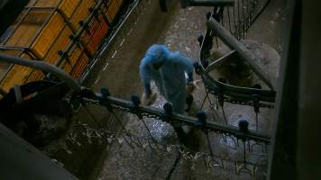 Worker clearing dead broiler chickens at Star Poultry - Captured at Star Poultry, Keysborough VIC Australia.