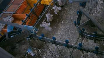 Broiler chickens being shackled at Star Poultry - Captured at Star Poultry, Keysborough VIC Australia.