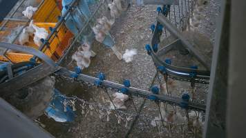 Worker stepping on broiler at Star Poultry - Captured at Star Poultry, Keysborough VIC Australia.