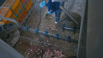 Worker clearing chicken feet at Star Poultry - Captured at Star Poultry, Keysborough VIC Australia.