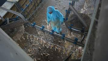 Worker clearing dead broiler chickens at Star Poultry - Captured at Star Poultry, Keysborough VIC Australia.