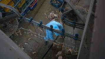 Layer hens being caught at Star Poultry - Captured at Star Poultry, Keysborough VIC Australia.
