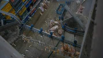 Dead layer hens at Star Poultry - Captured at Star Poultry, Keysborough VIC Australia.