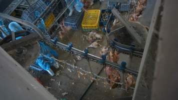 Dead layer hens at Star Poultry - Captured at Star Poultry, Keysborough VIC Australia.