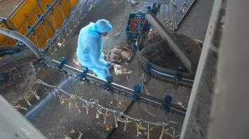 Dead layer hens at Star Poultry - Captured at Star Poultry, Keysborough VIC Australia.