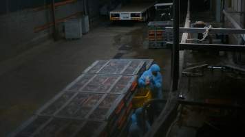 Layer hens being shackled at Star Poultry - Captured at Star Poultry, Keysborough VIC Australia.