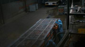 Layer hens being shackled at Star Poultry - Captured at Star Poultry, Keysborough VIC Australia.