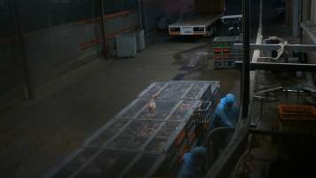 Layer hens being shackled at Star Poultry - Captured at Star Poultry, Keysborough VIC Australia.