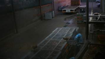 Layer hens escaping crates at Star Poultry - Captured at Star Poultry, Keysborough VIC Australia.