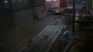 Layer hens escaping crates at Star Poultry - Captured at Star Poultry, Keysborough VIC Australia.
