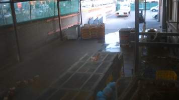 Layer hens escaping crates at Star Poultry - Captured at Star Poultry, Keysborough VIC Australia.