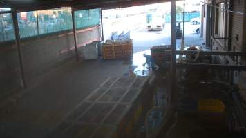 Layer hens escaping crates at Star Poultry - Captured at Star Poultry, Keysborough VIC Australia.
