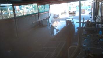 Layer hens escaping crates at Star Poultry - Captured at Star Poultry, Keysborough VIC Australia.