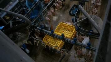 Layer hens being shackled at Star Poultry - Captured at Star Poultry, Keysborough VIC Australia.