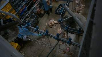 Dead layer hens at Star Poultry - Captured at Star Poultry, Keysborough VIC Australia.