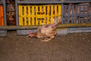 Layer hens in crates at poultry slaughterhouse - Captured at Star Poultry, Keysborough VIC Australia.