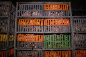 Layer hens in crates at poultry slaughterhouse - Captured at Star Poultry, Keysborough VIC Australia.
