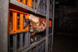 Layer hens in crates at poultry slaughterhouse - Captured at Star Poultry, Keysborough VIC Australia.