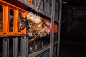 Layer hens in crates at poultry slaughterhouse - Captured at Star Poultry, Keysborough VIC Australia.
