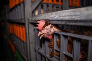 Layer hens in crates at poultry slaughterhouse - Captured at Star Poultry, Keysborough VIC Australia.