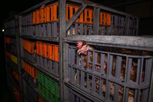 Layer hens in crates at poultry slaughterhouse - Captured at Star Poultry, Keysborough VIC Australia.