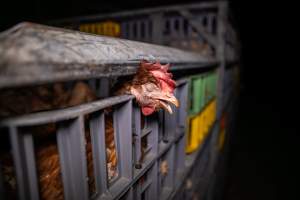 Layer hens in crates at poultry slaughterhouse - Captured at Star Poultry, Keysborough VIC Australia.