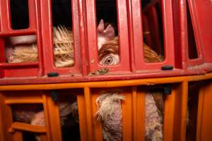 Layer hens in crates at poultry slaughterhouse - Captured at Star Poultry, Keysborough VIC Australia.