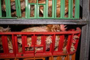 Layer hens in crates at poultry slaughterhouse - Captured at Star Poultry, Keysborough VIC Australia.