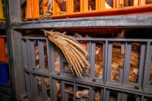 Layer hens in crates at poultry slaughterhouse - Captured at Star Poultry, Keysborough VIC Australia.