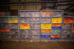 Layer hens in crates at poultry slaughterhouse - Captured at Star Poultry, Keysborough VIC Australia.