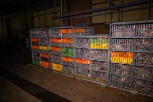 Layer hens in crates at poultry slaughterhouse - Captured at Star Poultry, Keysborough VIC Australia.