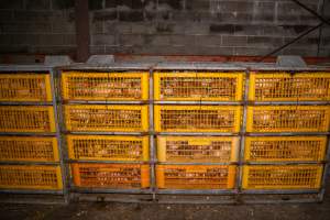 Layer hens in crates at poultry slaughterhouse - Captured at Star Poultry, Keysborough VIC Australia.