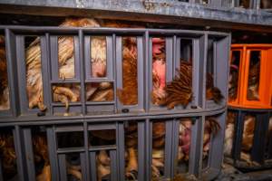 Layer hens in crates at poultry slaughterhouse - Captured at Star Poultry, Keysborough VIC Australia.