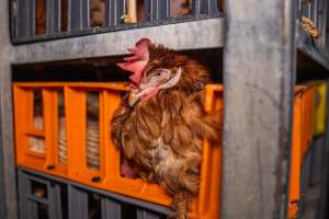 Layer hens in crates at poultry slaughterhouse - Captured at Star Poultry, Keysborough VIC Australia.