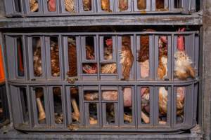 Layer hens in crates at poultry slaughterhouse - Captured at Star Poultry, Keysborough VIC Australia.