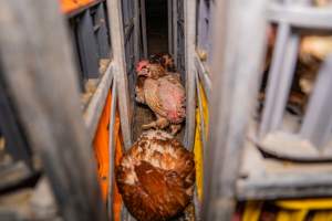 Layer hens in crates at poultry slaughterhouse - Captured at Star Poultry, Keysborough VIC Australia.