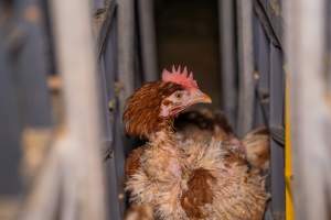 Layer hens in crates at poultry slaughterhouse - Captured at Star Poultry, Keysborough VIC Australia.