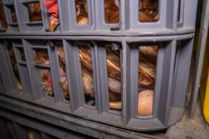 Layer hens in crates at poultry slaughterhouse - Captured at Star Poultry, Keysborough VIC Australia.