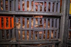 Layer hens in crates at poultry slaughterhouse - Captured at Star Poultry, Keysborough VIC Australia.
