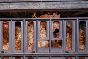 Layer hens in crates at poultry slaughterhouse - Captured at Star Poultry, Keysborough VIC Australia.
