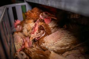 Layer hens in crates at poultry slaughterhouse - Captured at Star Poultry, Keysborough VIC Australia.