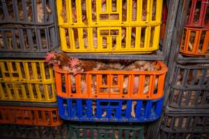 Layer hens in crates at poultry slaughterhouse - Captured at Star Poultry, Keysborough VIC Australia.