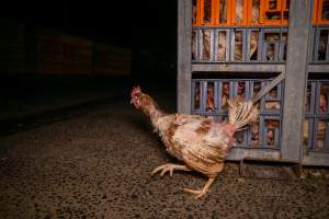 Layer hens in crates at poultry slaughterhouse - Captured at Star Poultry, Keysborough VIC Australia.