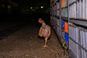 Layer hens in crates at poultry slaughterhouse - Captured at Star Poultry, Keysborough VIC Australia.