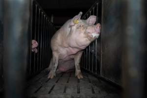 Boar in boar crate - Captured at Walla Farms Piggery, Yarrawalla VIC Australia.