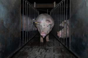 Boar in boar crate - Captured at Walla Farms Piggery, Yarrawalla VIC Australia.
